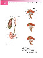 Sobotta  Atlas of Human Anatomy  Trunk, Viscera,Lower Limb Volume2 2006, page 157